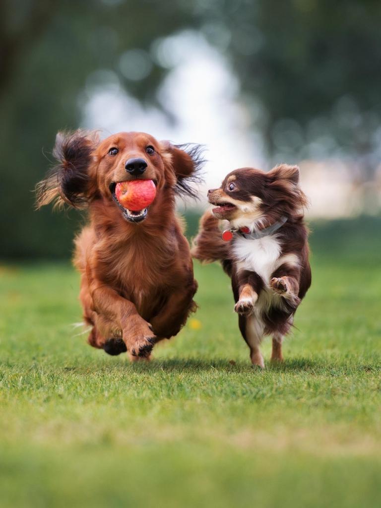 pet care santa rosa california