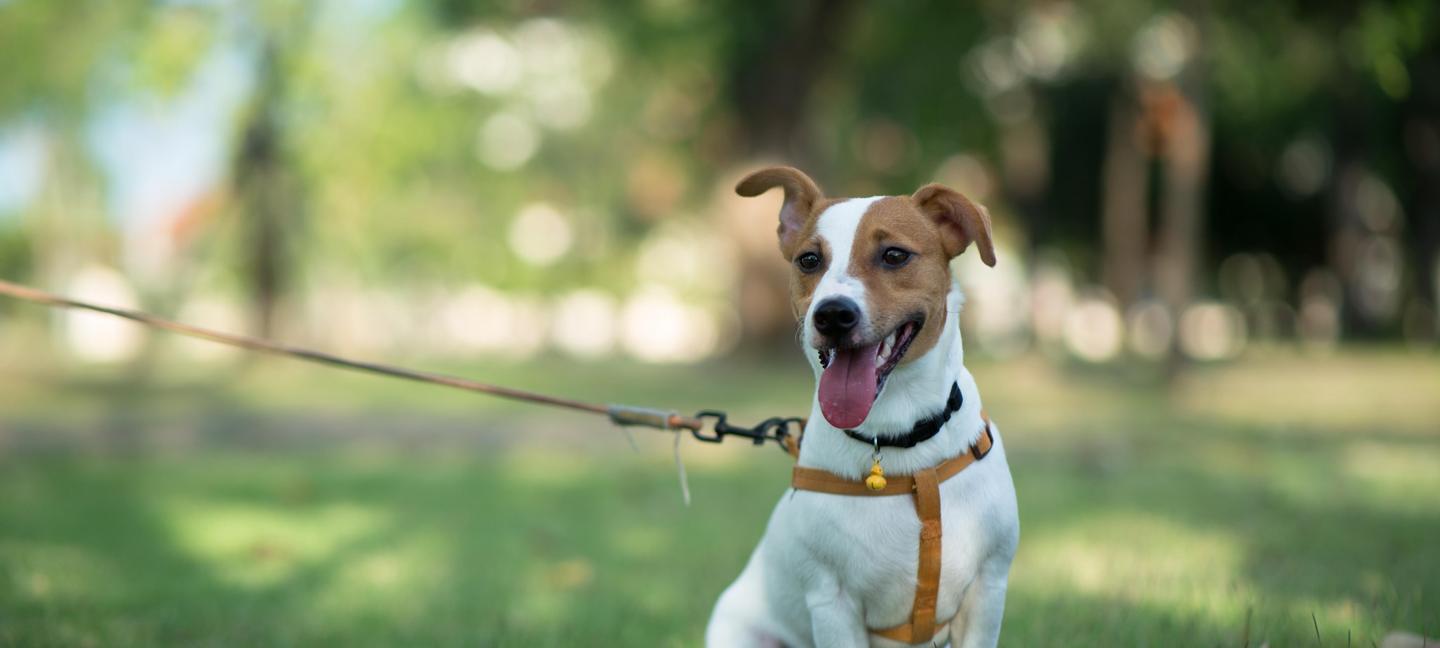 Best Western Garden Inn | Santa Rosa, California | 1